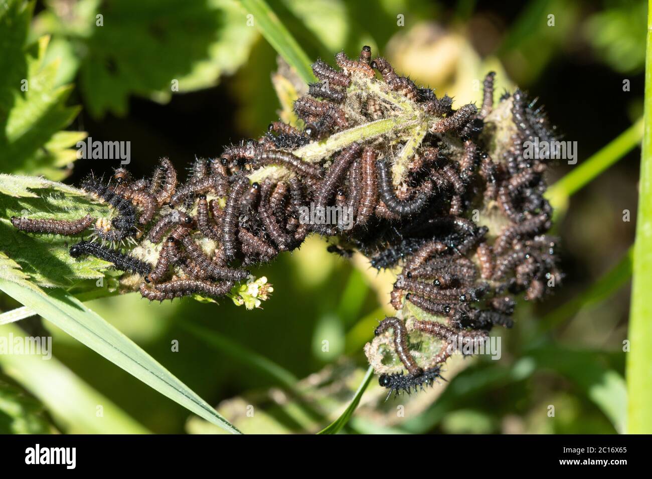 Caterpillars of peacock butterfly feeding on nettle hires stock