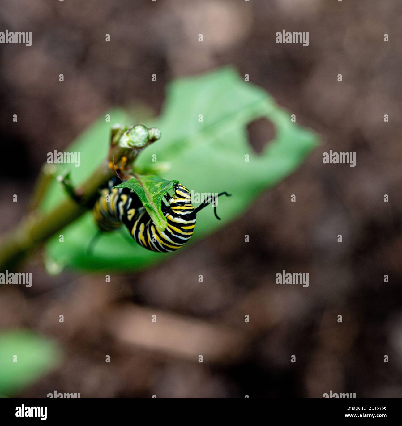 Monarch Butterfly Caterpillar eating the Milkweed plant Stock Photo Alamy