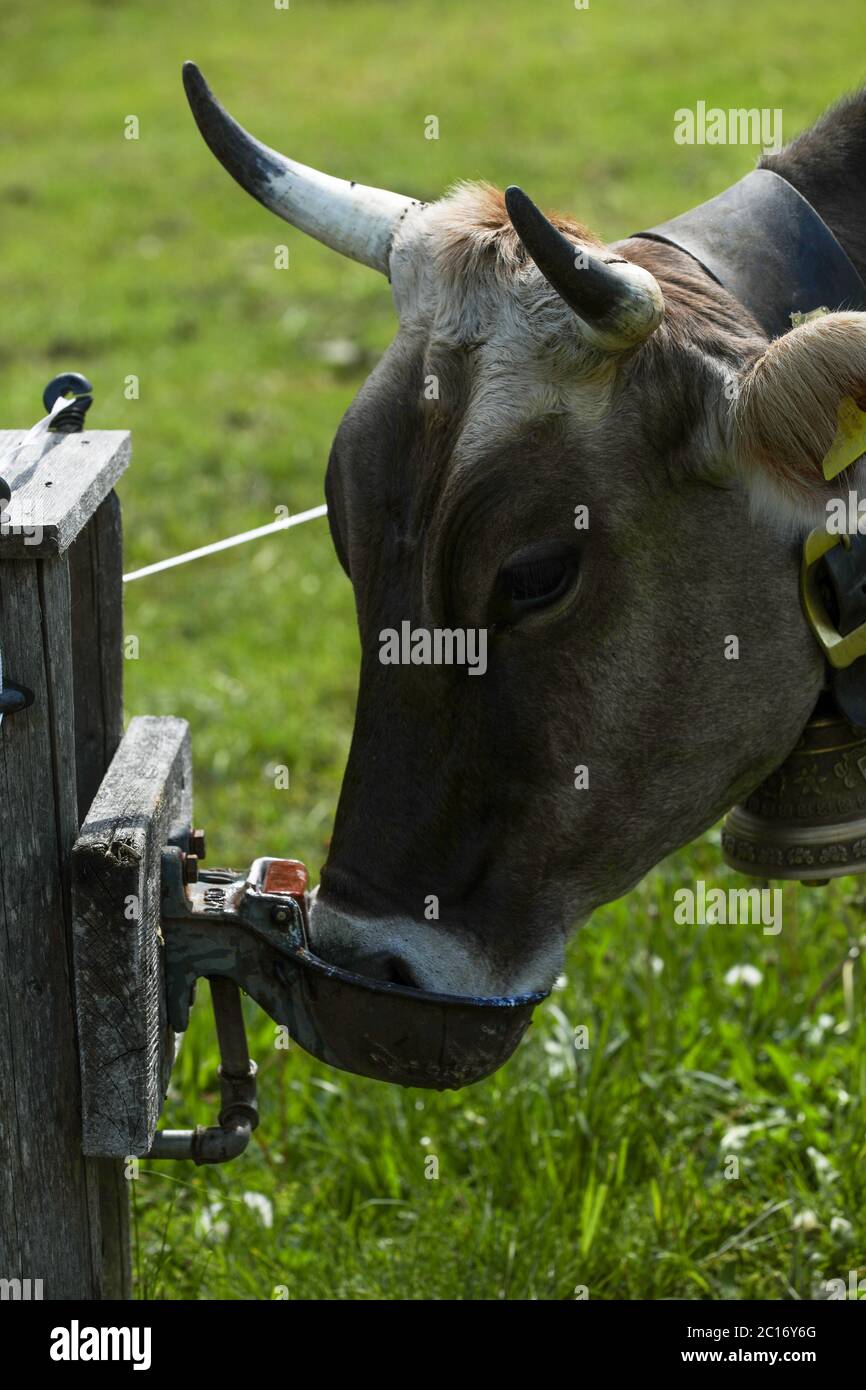 Cow cattle on a mountain pasture Stock Photo - Alamy
