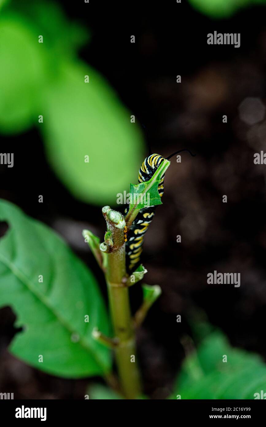 Monarch Butterfly Caterpillar eating the Milkweed plant Stock Photo Alamy