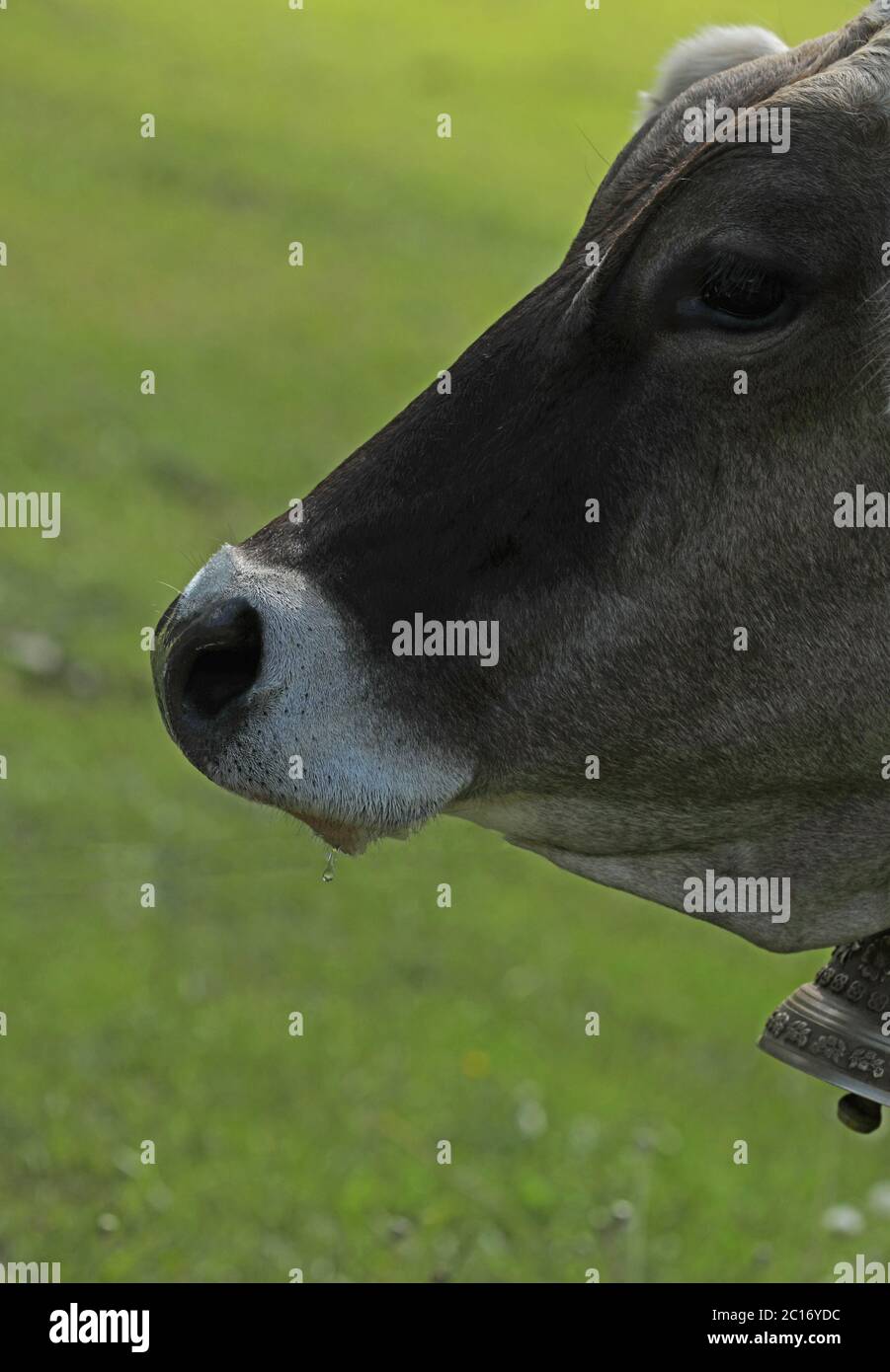 Cow cattle on a mountain pasture Stock Photo - Alamy