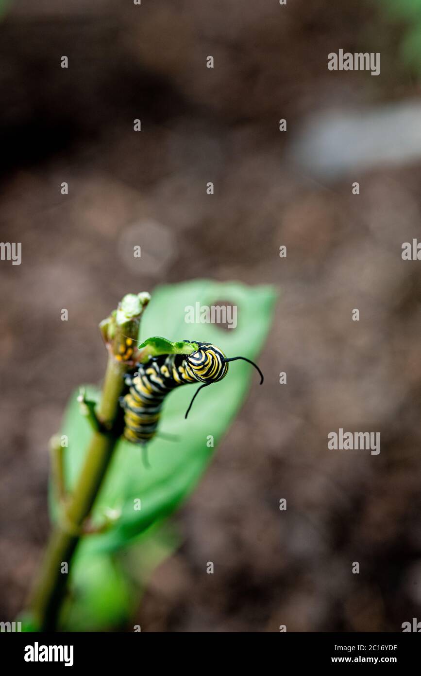 Butterfly Caterpillar Eating High Resolution Stock Photography and