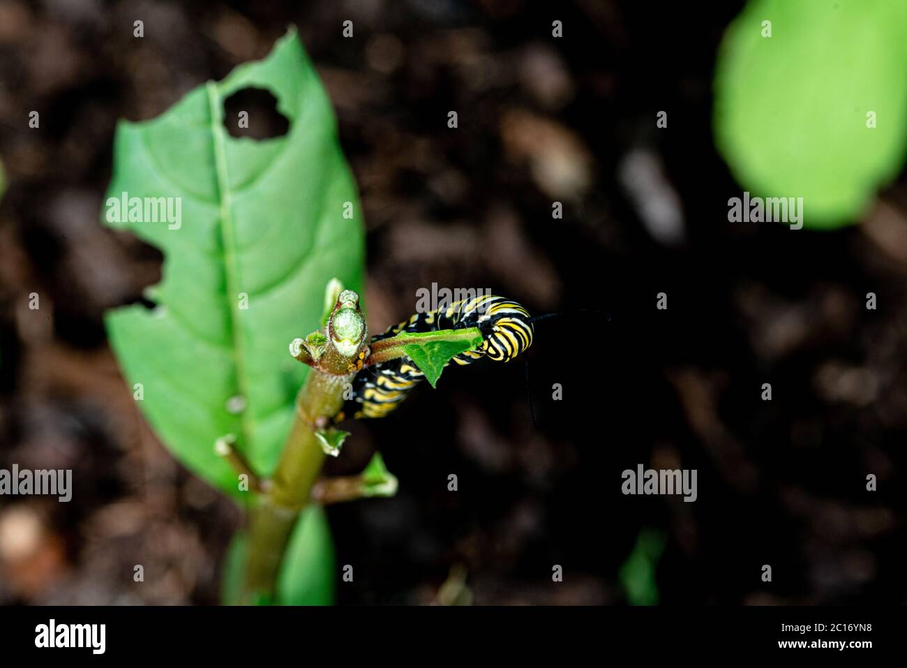 Monarch Butterfly Caterpillar eating the Milkweed plant Stock Photo Alamy