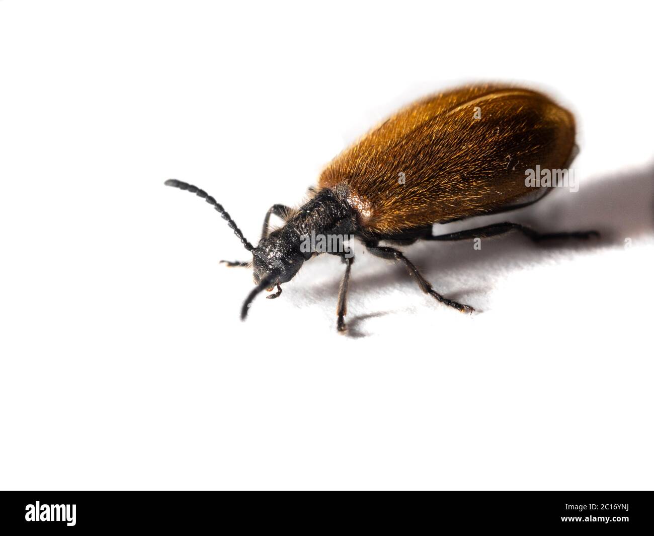 Close up of the small, hairy, bronze UK darkling beetle, Lagria hirta, on a white background Stock Photo