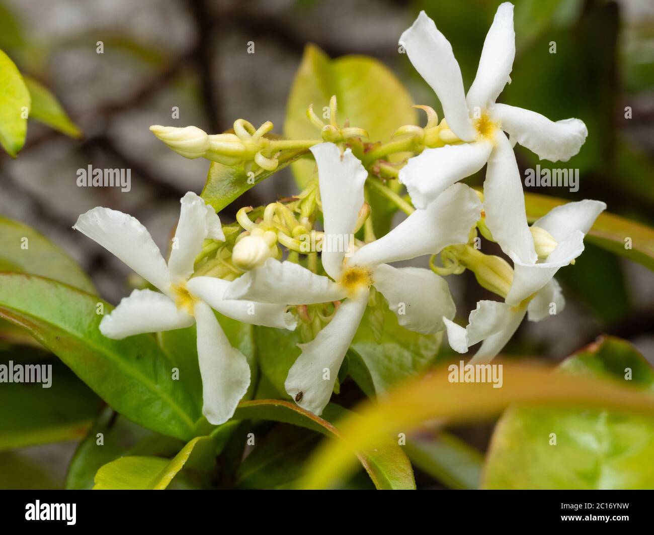 Fragrant midsummer flowers of the evergreen star jasmine, Trachelospermum jasminoides Stock Photo