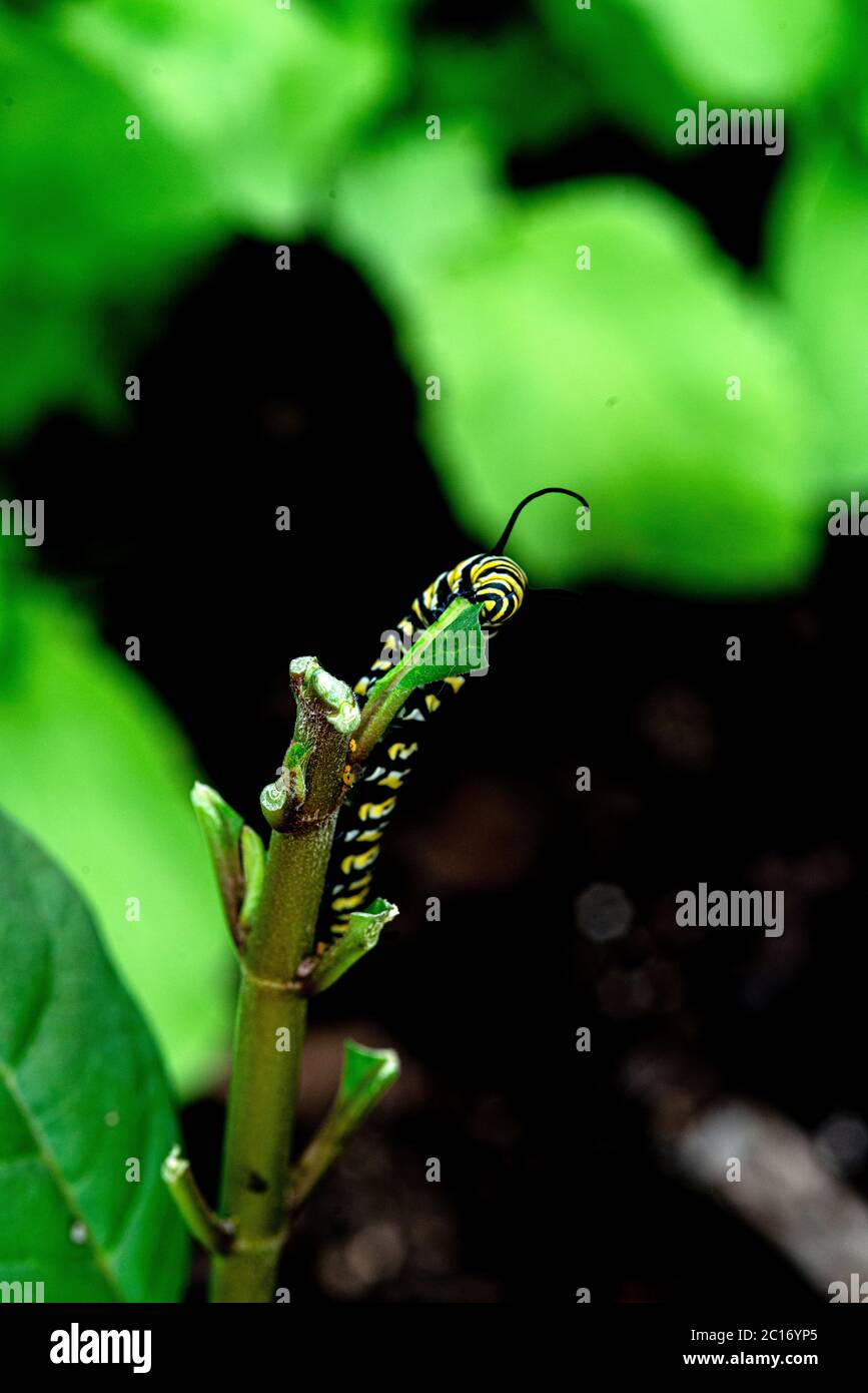 Monarch Butterfly Caterpillar eating the Milkweed plant Stock Photo Alamy