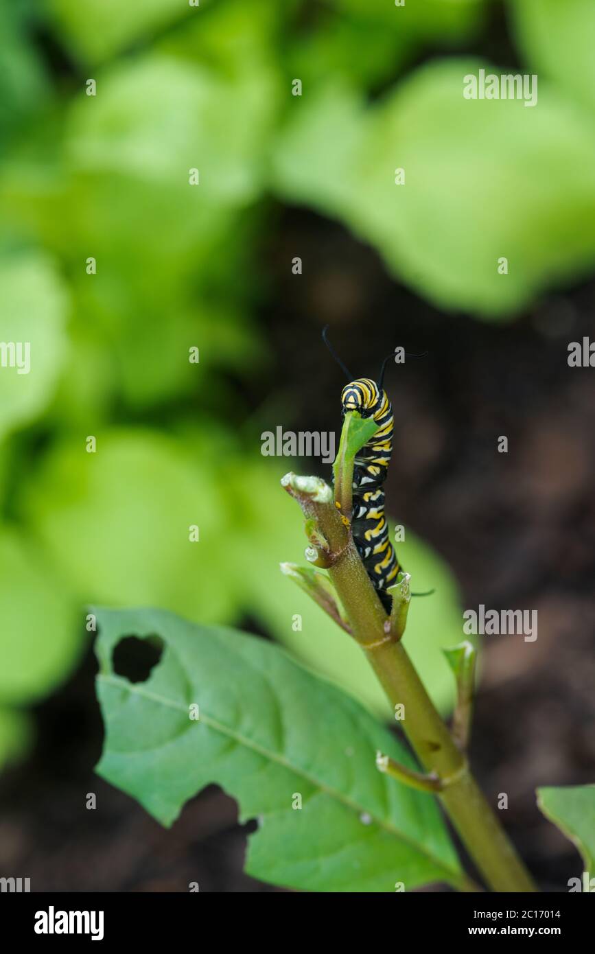 Monarch Butterfly Caterpillar eating the Milkweed plant Stock Photo Alamy