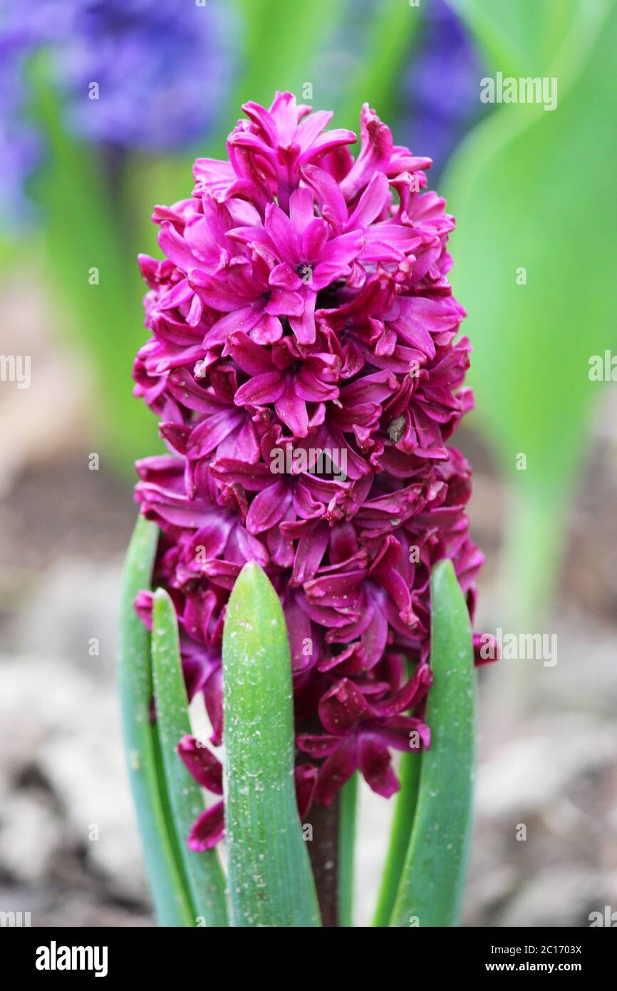 One purple hyacinth flower Hyacinthus grows on a flower bed in the Gatchina park. Stock Photo