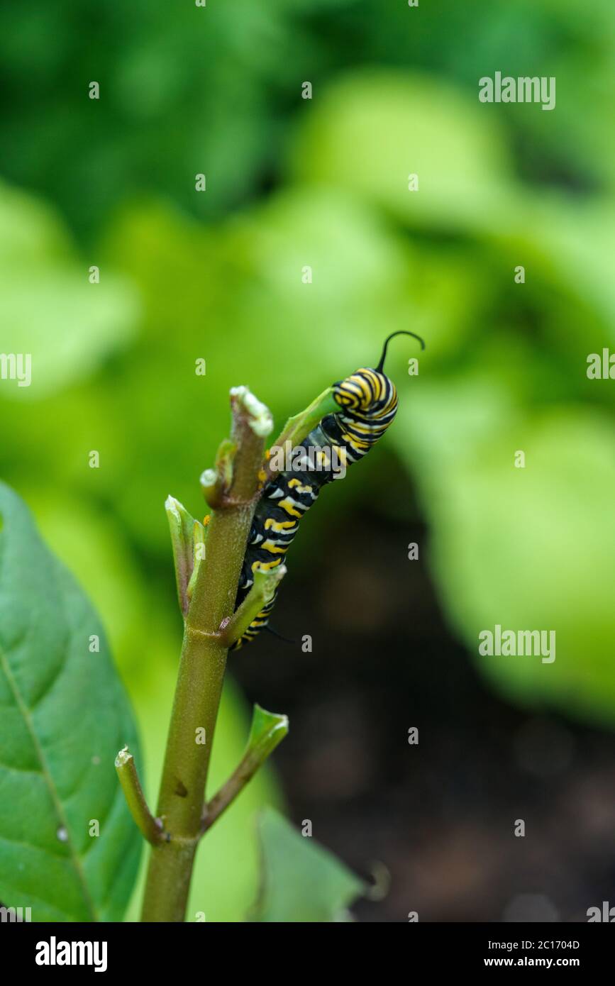 Monarch Butterfly Caterpillar eating the Milkweed plant Stock Photo Alamy