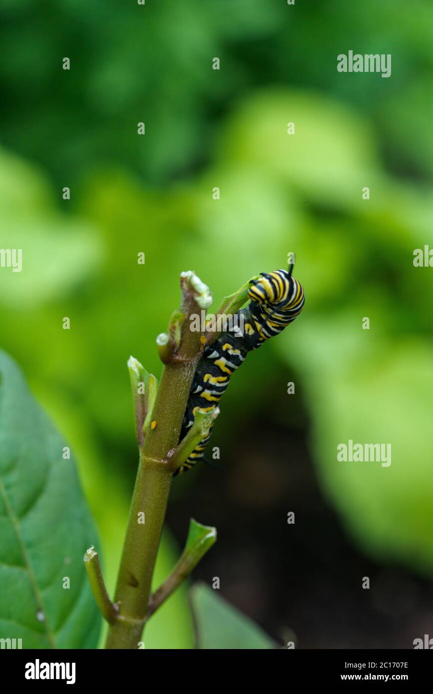 Monarch Butterfly Caterpillar eating the Milkweed plant Stock Photo Alamy