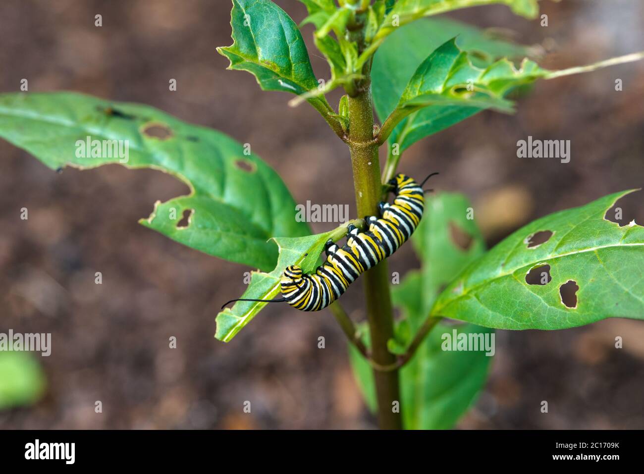 Monarch Butterfly Caterpillar eating the Milkweed plant Stock Photo Alamy