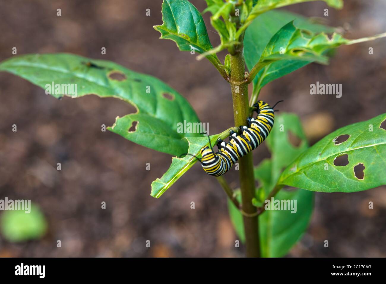 Monarch Caterpillar Munching Milkweed