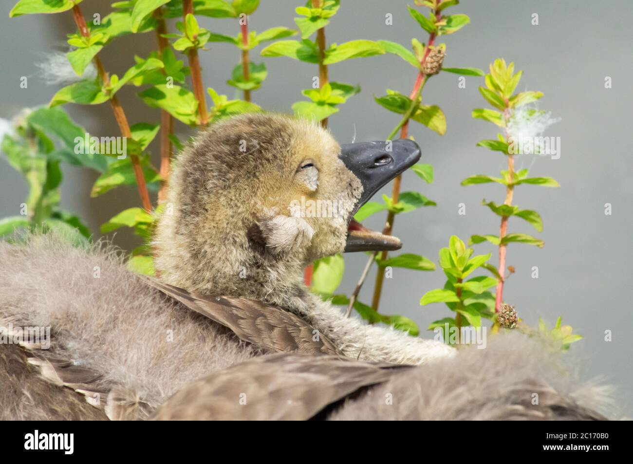 Gosling yawning feeling sleepy after practicing flight on water - Canada Goose - branta canadensis - anatidae waterfowl bird baby chick tired Stock Photo