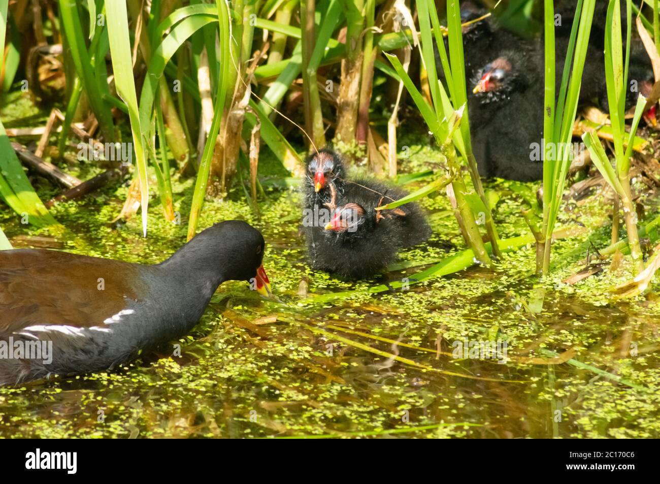 Young Moorhen Chicks High Resolution Stock Photography and Images Alamy