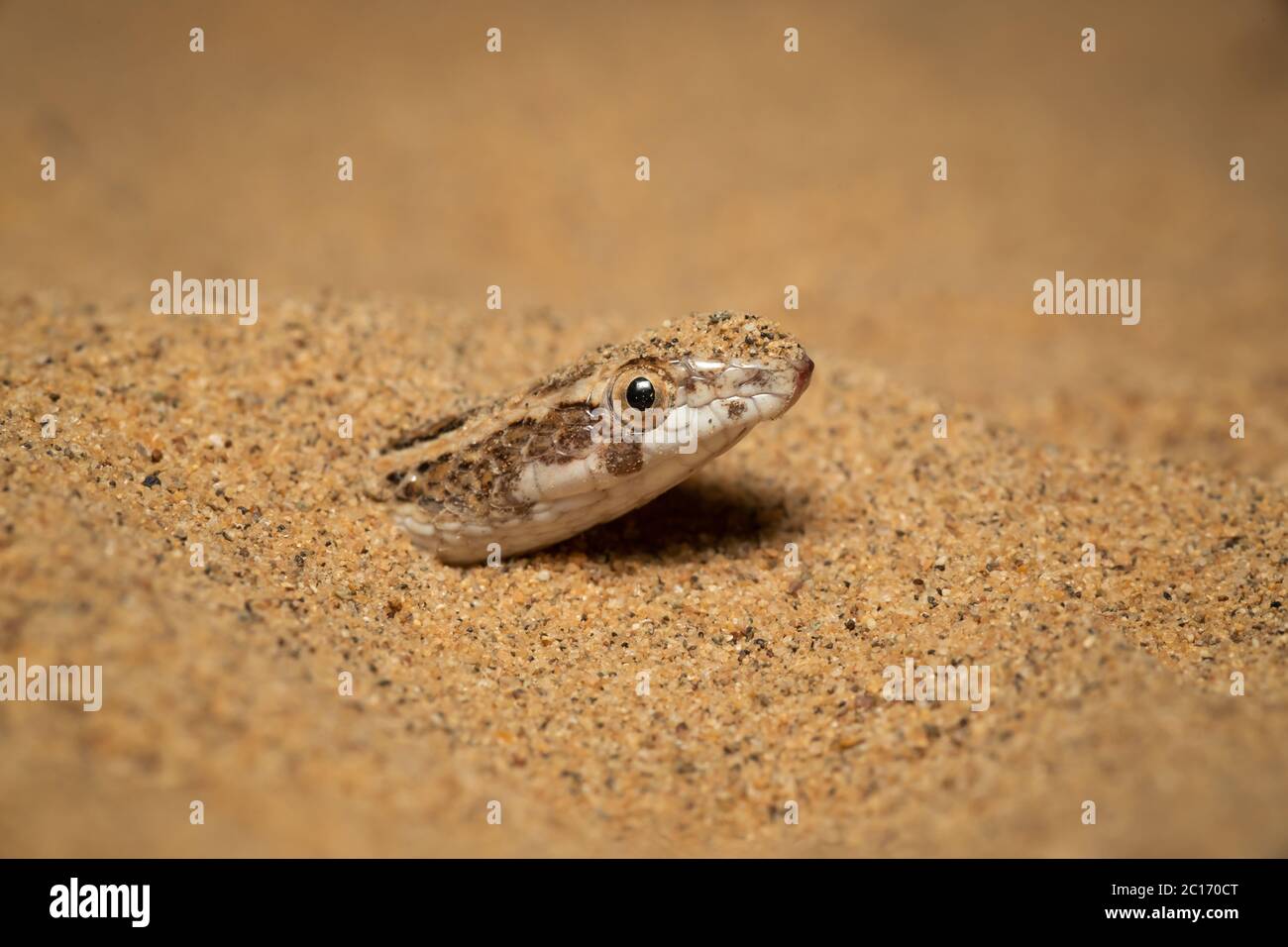 Awl Headed Snake emerging out of sand, Desert National Park, Rajasthan, India Stock Photo