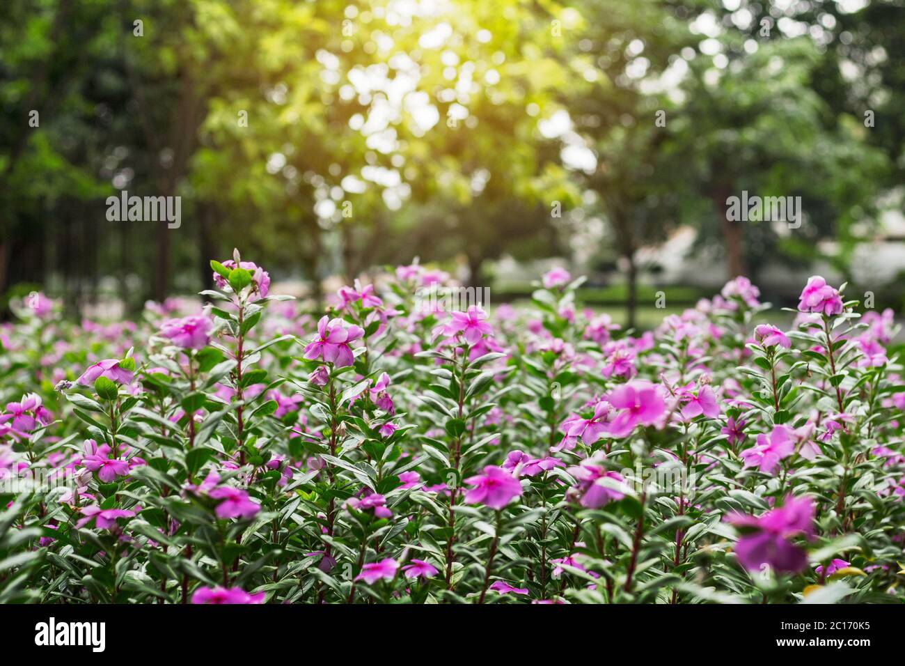 Purple flowers with sunlight Stock Photo - Alamy