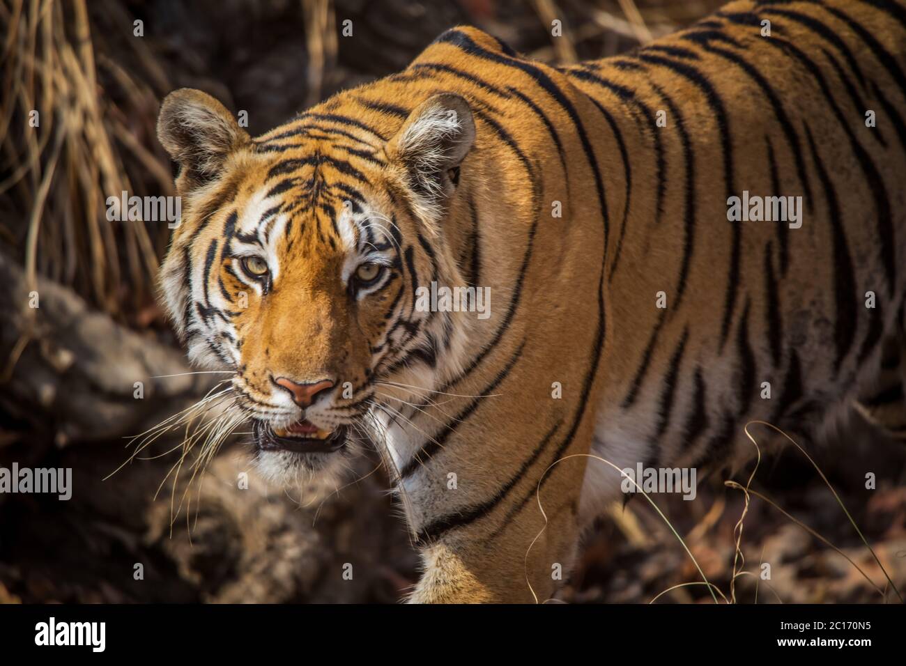 Baras, Royal Bengal Tiger, Panthera tigris, Pench Tiger Reserve, Maharashtra, India Stock Photo