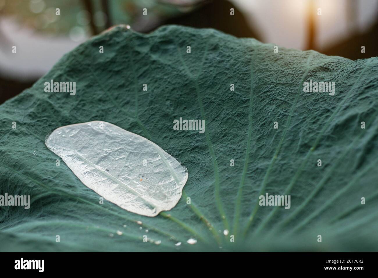 Water drops on leaves after rain. Stock Photo
