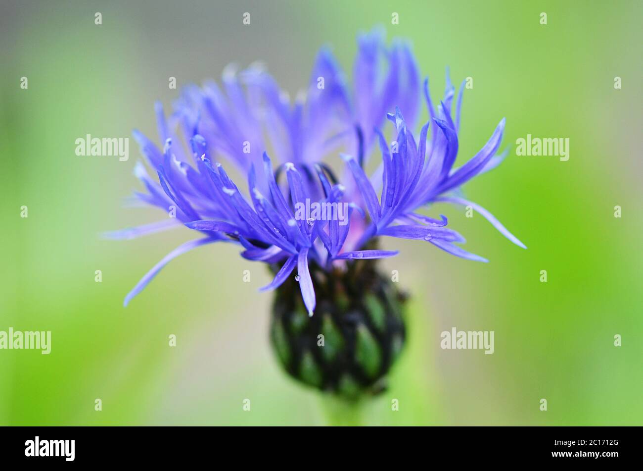Blue cornflower close up hires stock photography and images Alamy