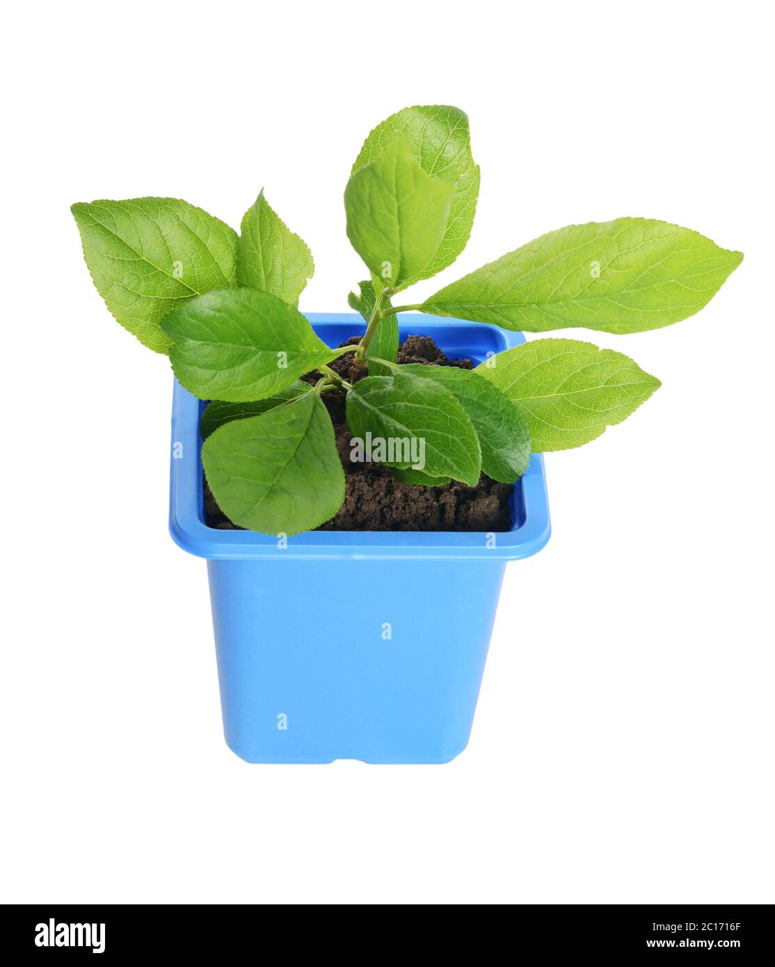Green plant in a flower pot Stock Photo - Alamy