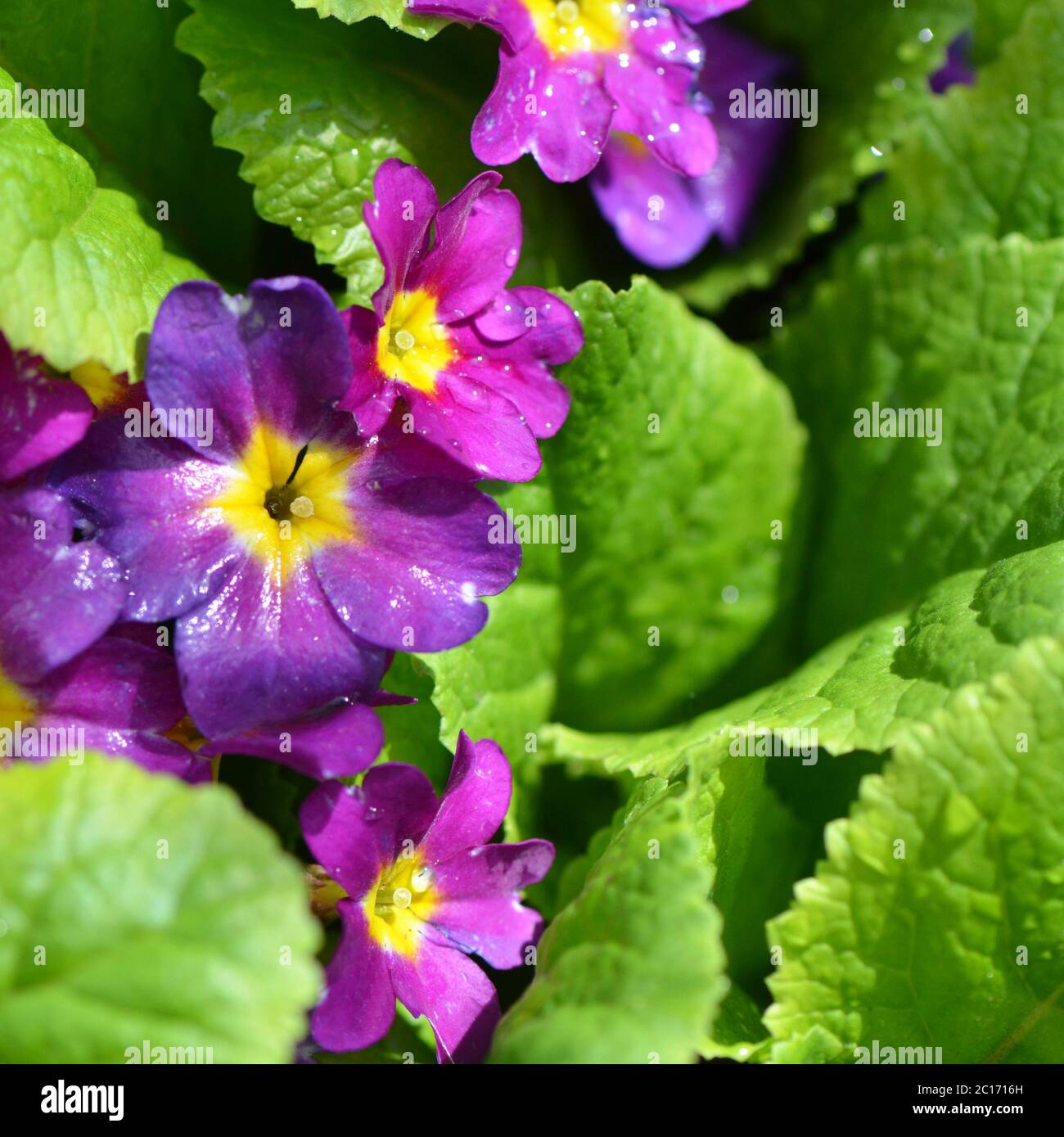 The flower lilac primrose a background Stock Photo