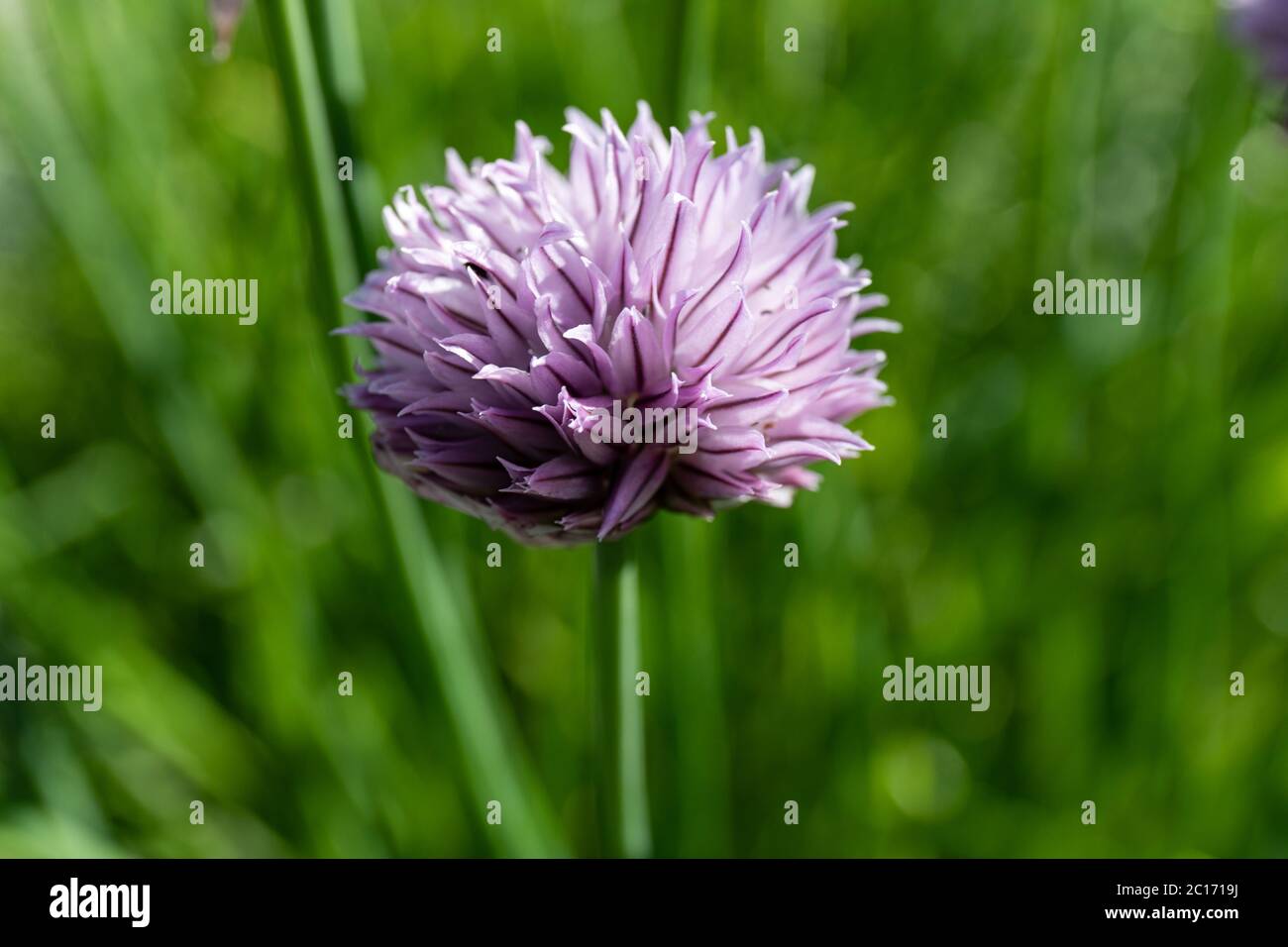 Star-shaped pale purple flower of Chives, scientific name Allium schoenoprasum Stock Photo