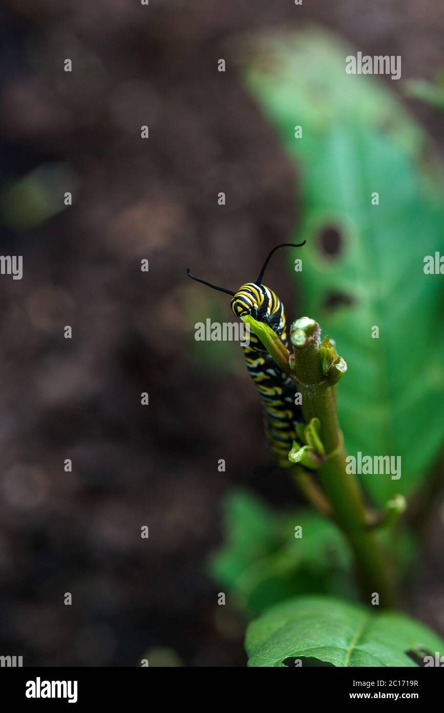 Monarch Butterfly Caterpillar eating the Milkweed plant Stock Photo Alamy