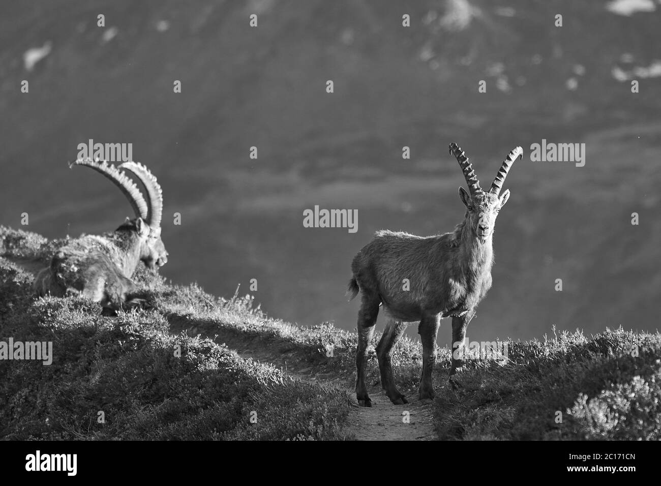 Majestic scenery the swiss alps Black and White Stock Photos & Images ...