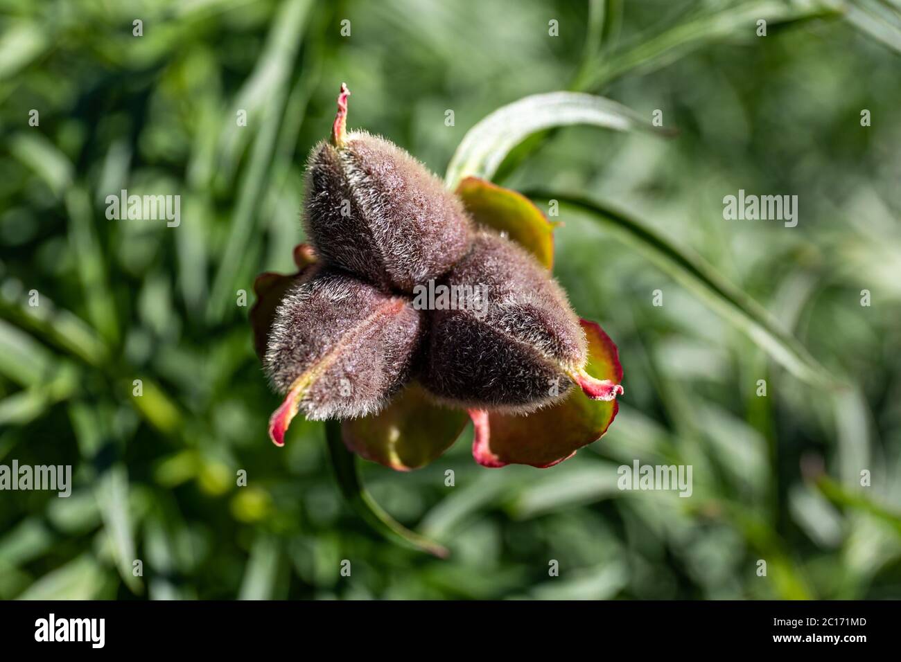 Close-up of peony (Paeonia x hybrida) fruit Stock Photo