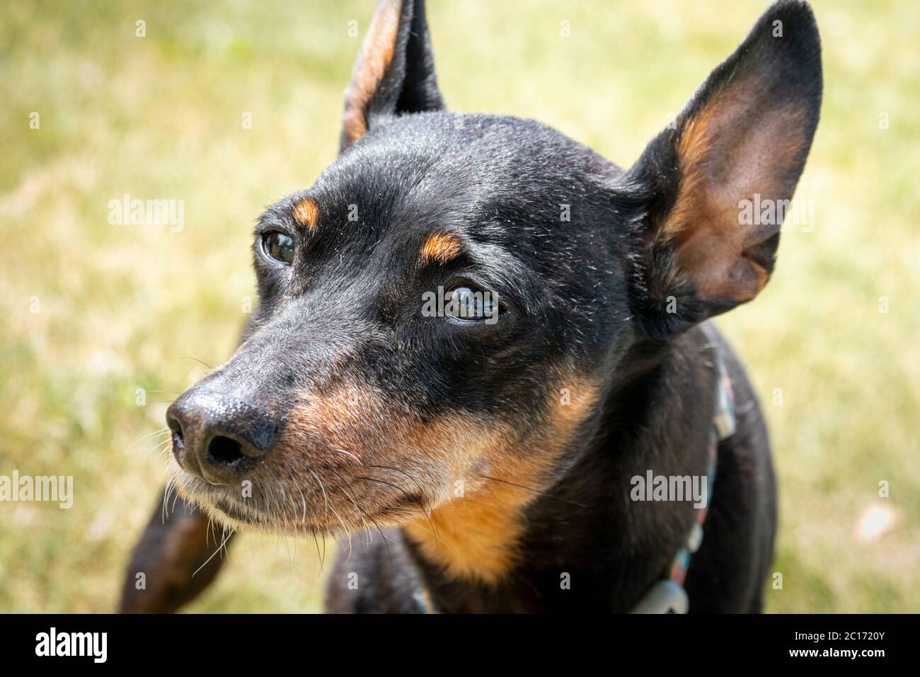 13 years old black male miniature pinscher portrait expression from the eyes Stock Photo