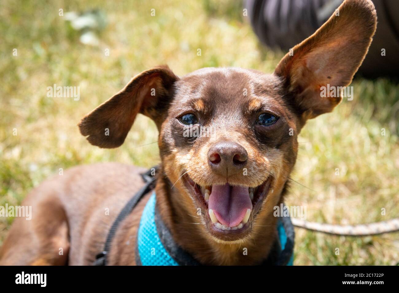 11 years old male brown minature pinscher breed expressing happiness portrait outdoor Stock Photo