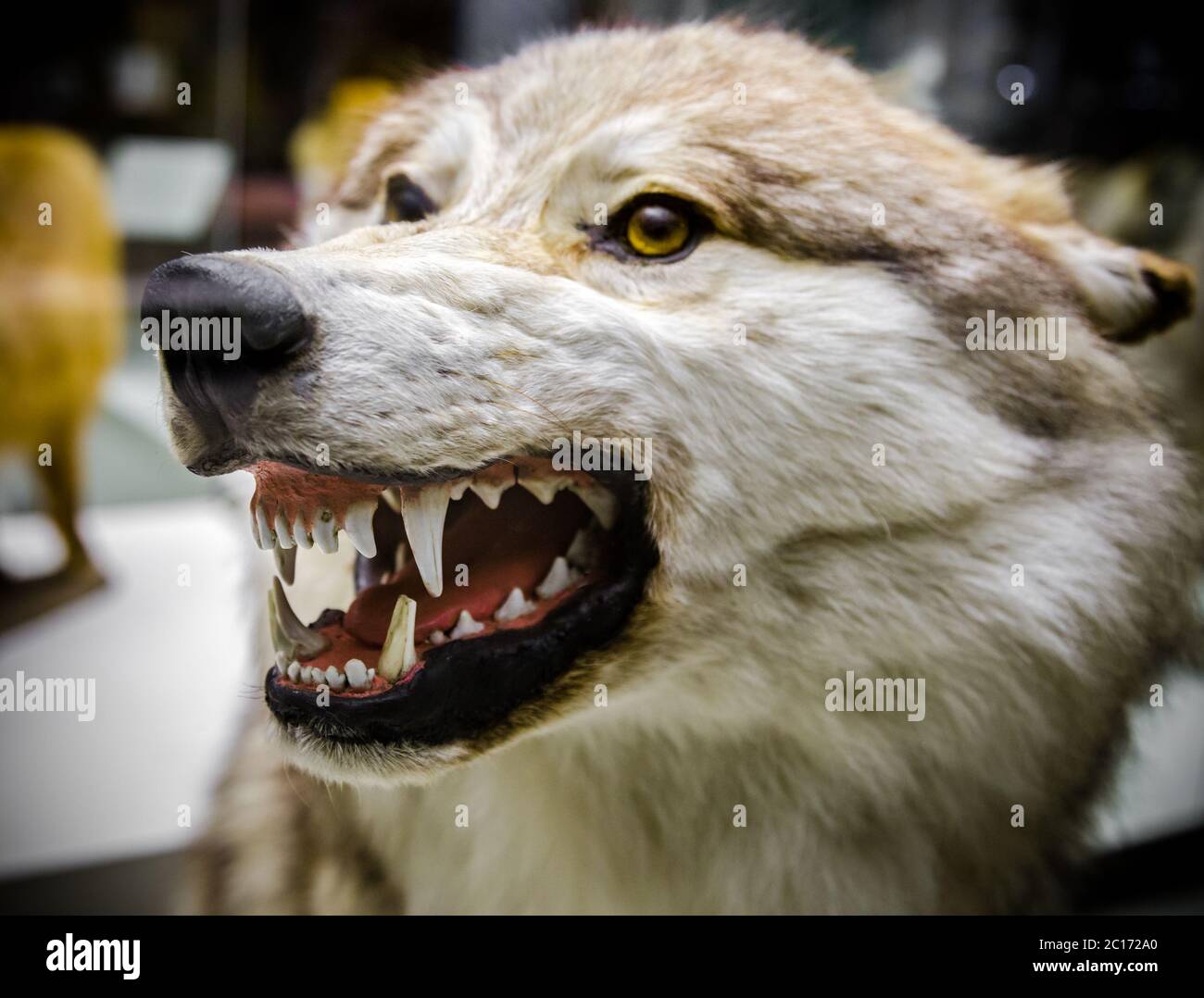 Wolf teeth size