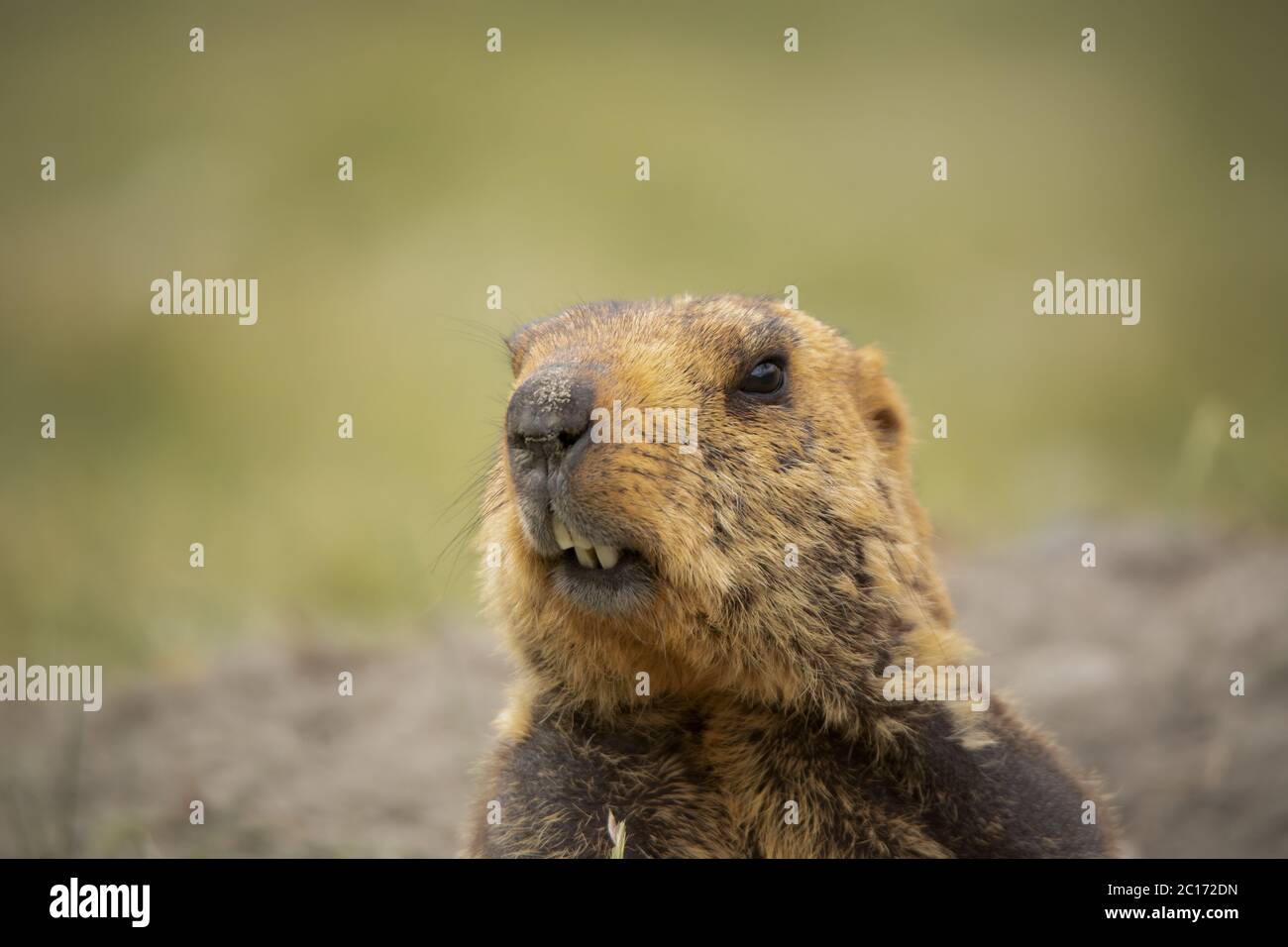 Himalayan Marmot, Jammu and Kashmir, India Stock Photo