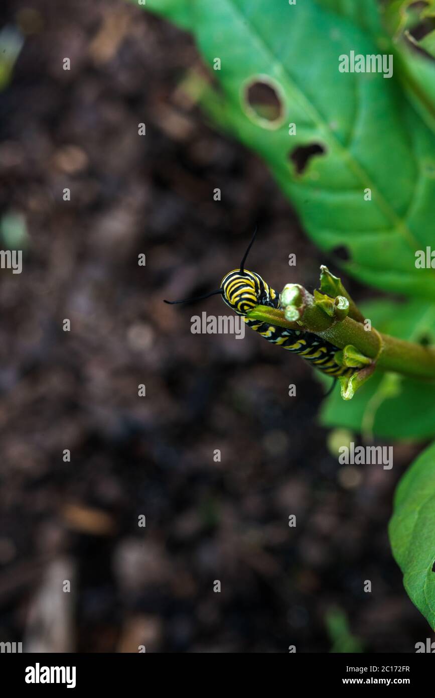 Monarch Butterfly Caterpillar eating the Milkweed plant Stock Photo