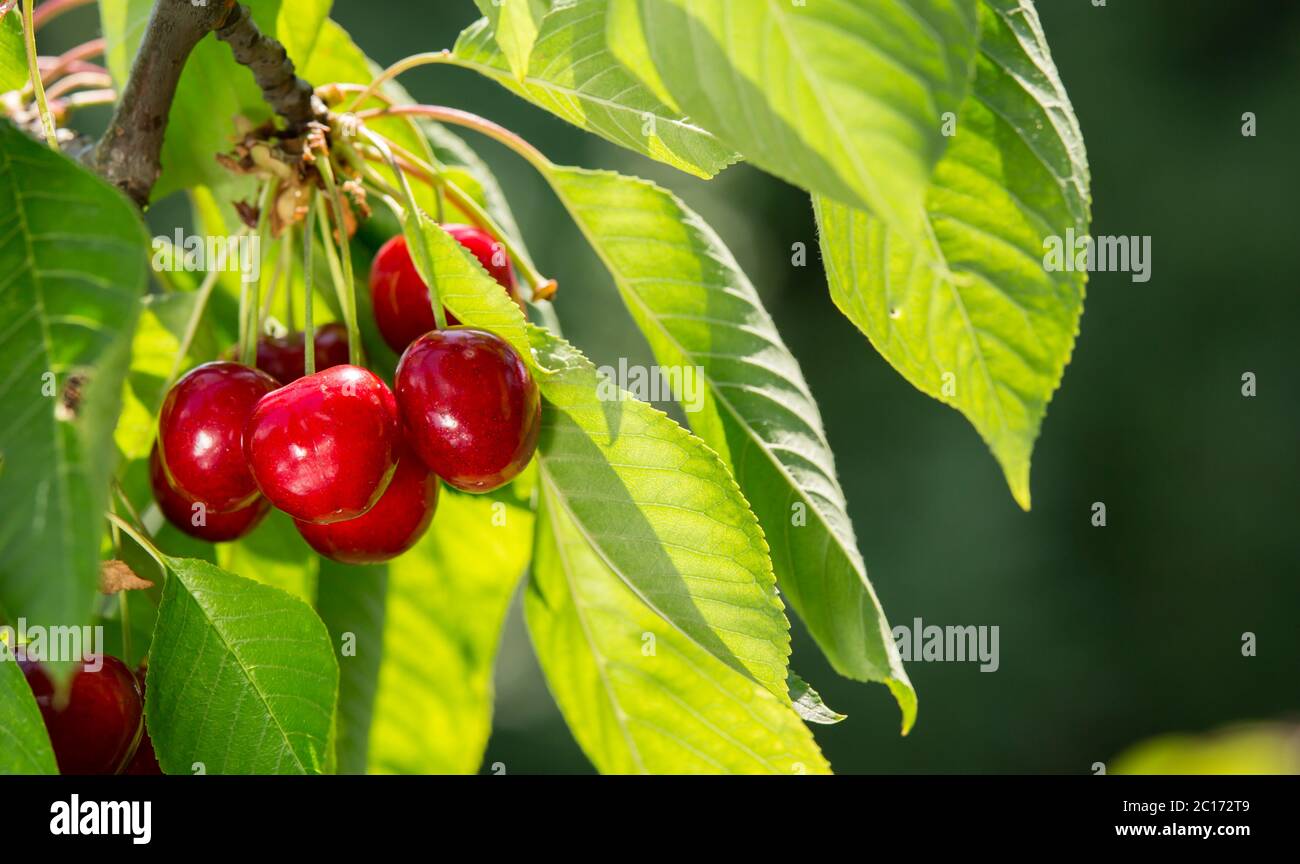 Ripe fresh red cherry on a green leafy tree. Organic fruit farm. Stock Photo