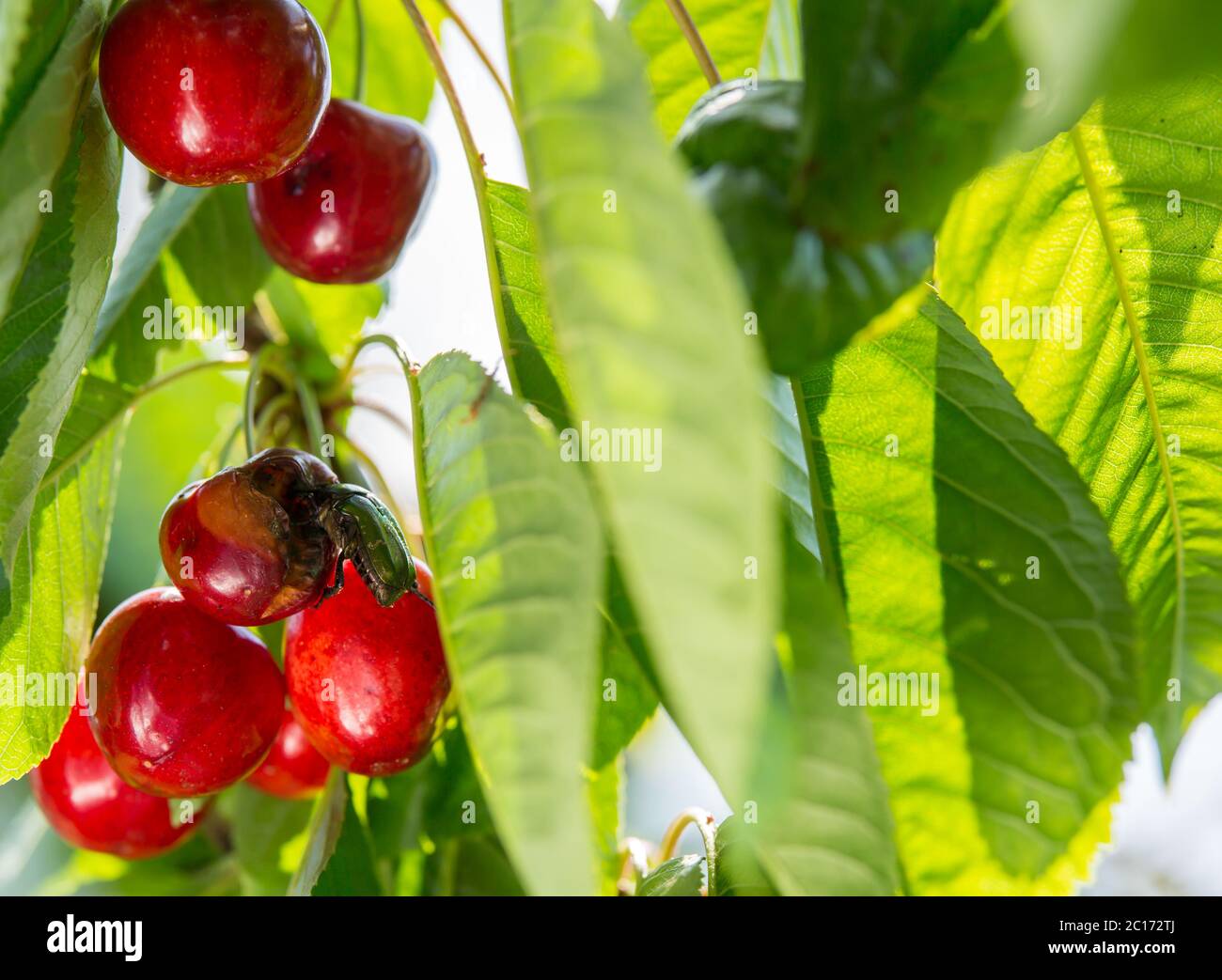 Rose beetle eats ripe red cherries on the tree. Harmful insect. Stock Photo