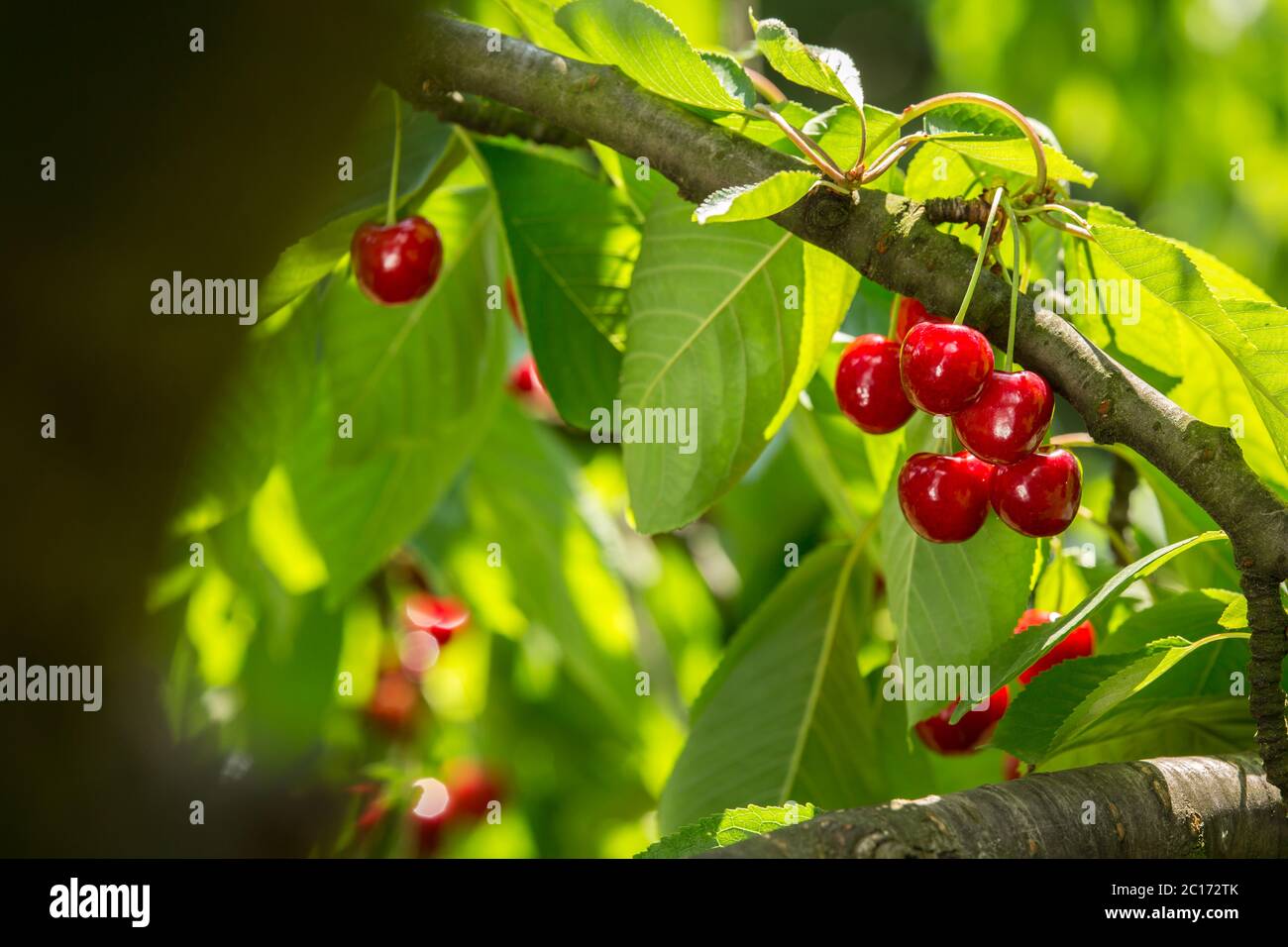 Ripe fresh red cherry on a green leafy tree. Organic fruit farm. Stock Photo