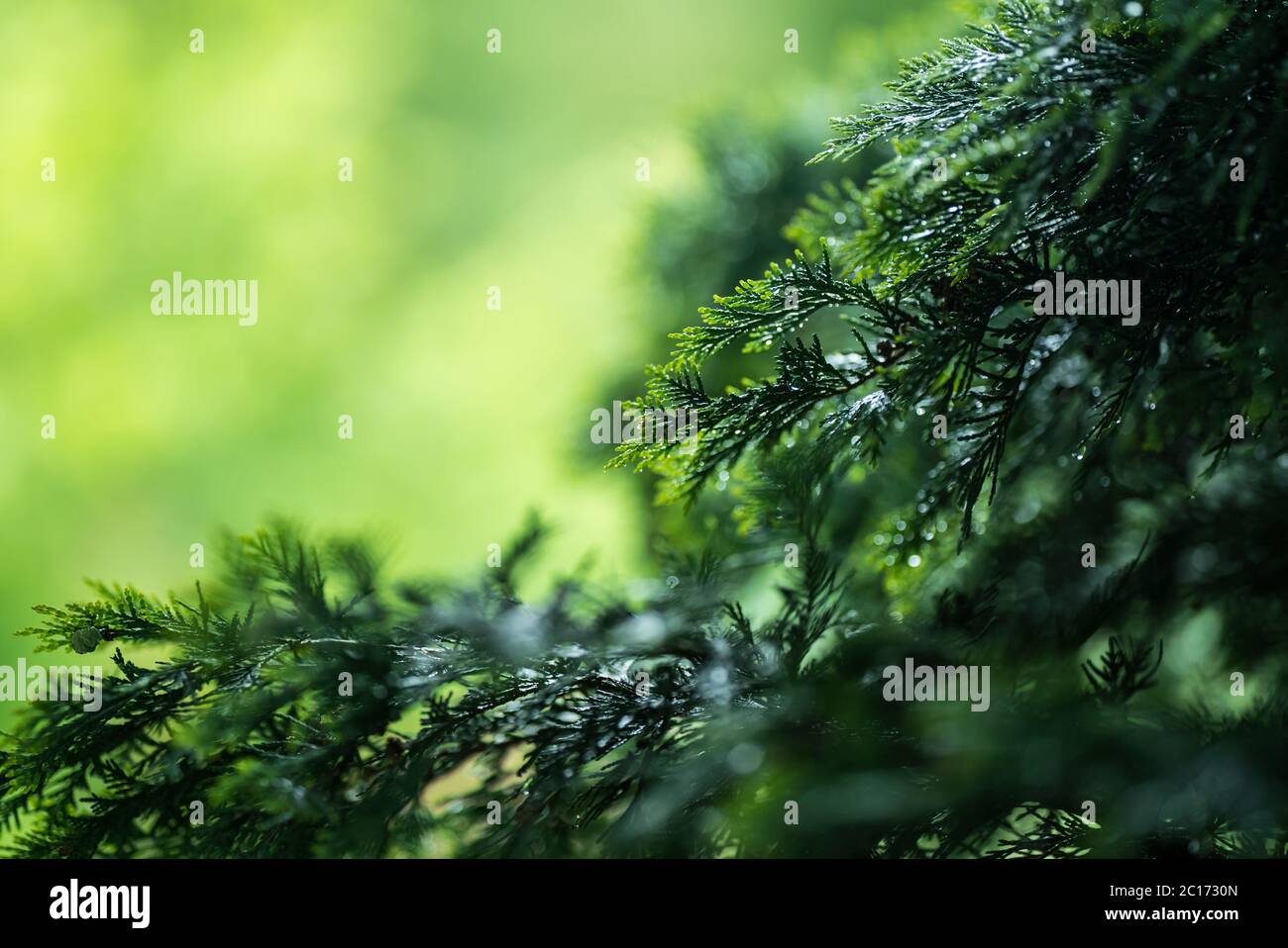 Wet fresh green thuja. It is raining. Stock Photo