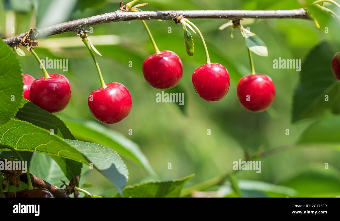 Ripe fresh red sour cherry on a green leafy tree. Organic fruit farm. Stock Photo