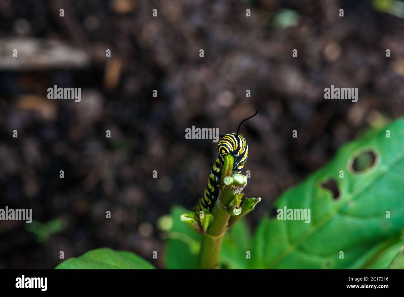 Monarch Butterfly Caterpillar eating the Milkweed plant Stock Photo Alamy