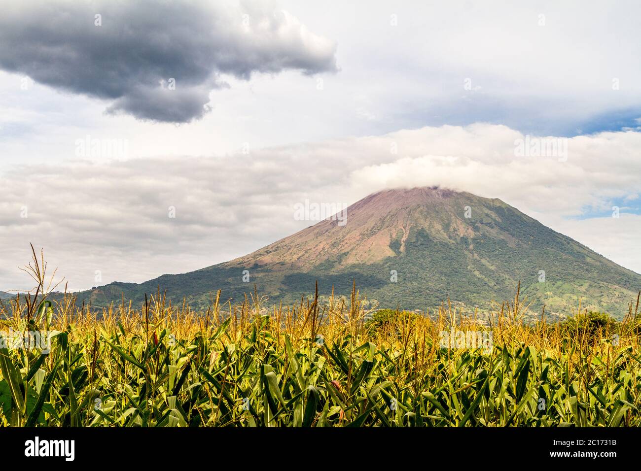 View of a volcano with a sugarcane field at its base - Stock Image