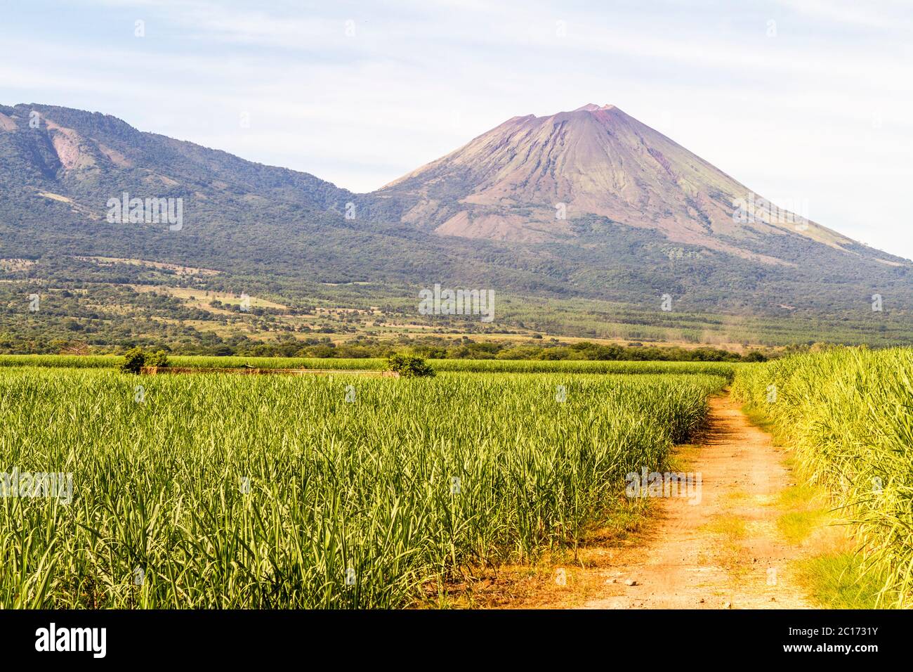 Track in a sugarcane field leading to a volcano - Stock Image