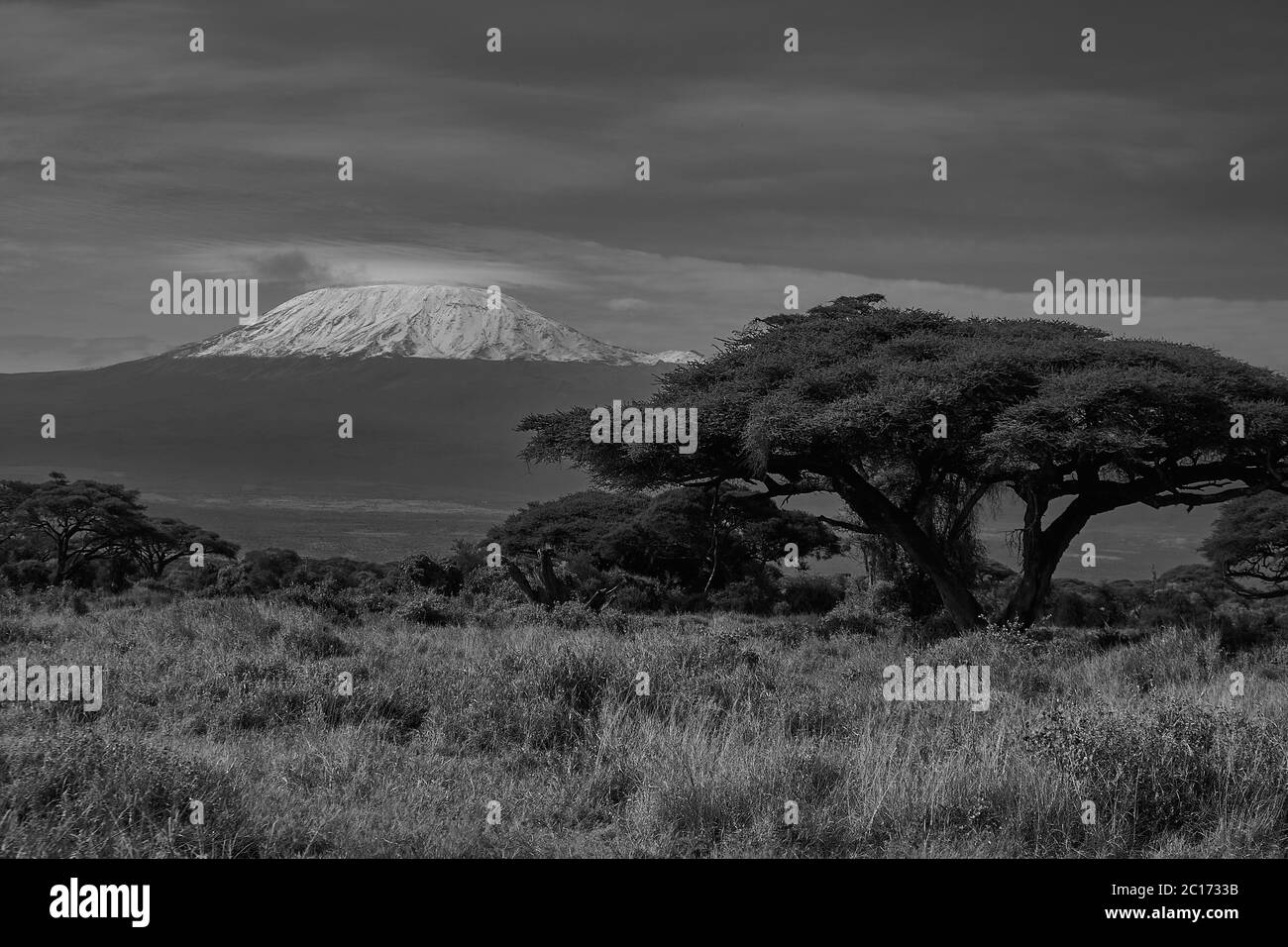 Elephant Group Amboseli - Big Five Safari -Kilimanjaro African bush elephant Loxodonta africana Stock Photo