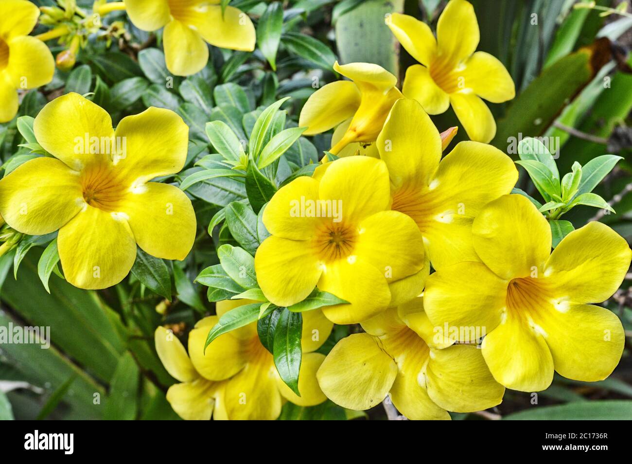 yellow trumpet flower Stock Photo