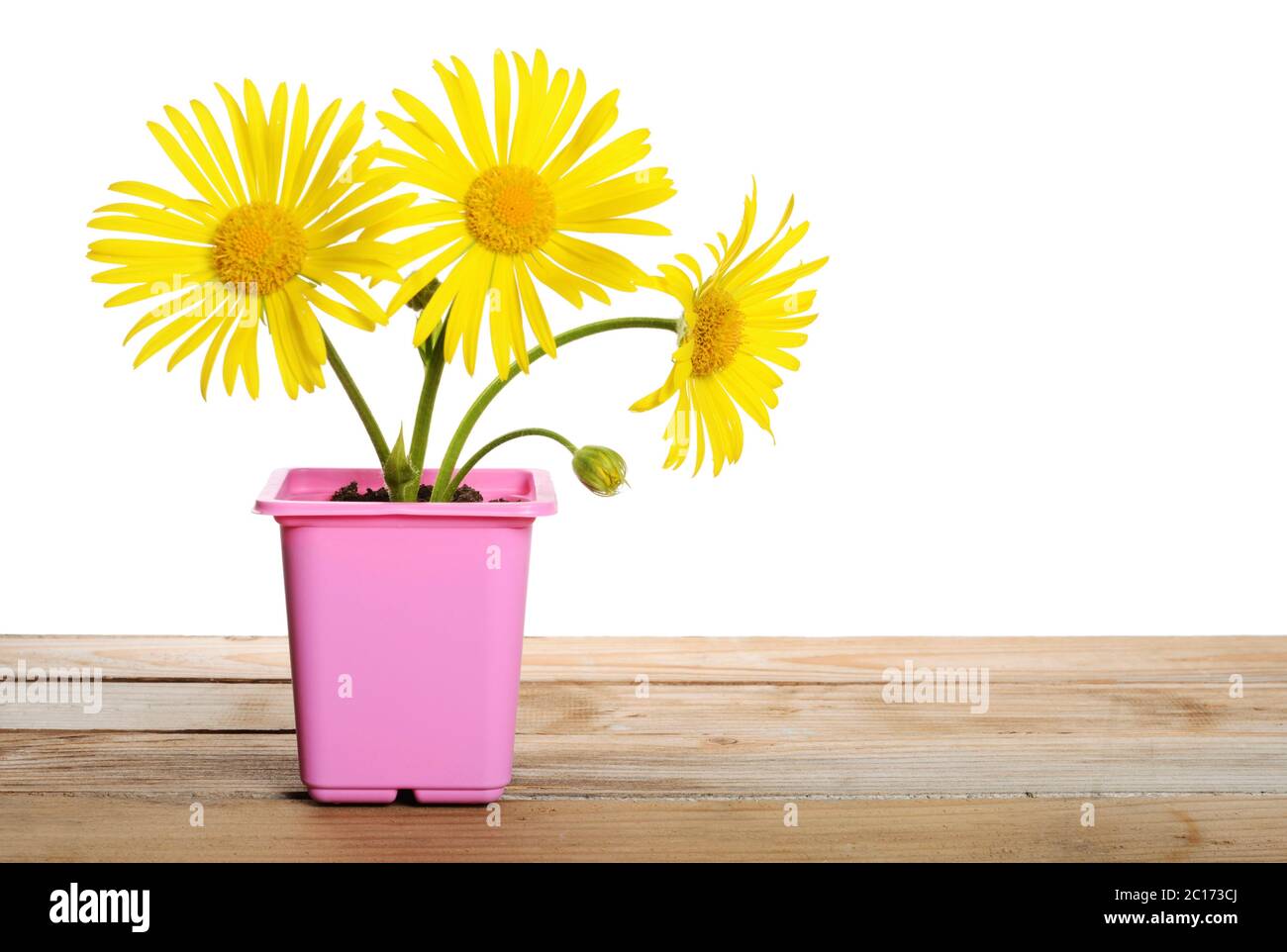 Yellow daisies in a flower pot Stock Photo Alamy