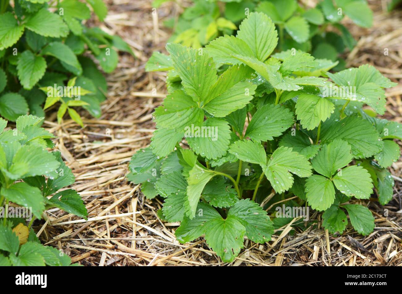 Bush of wild strawberry in garden Stock Photo - Alamy
