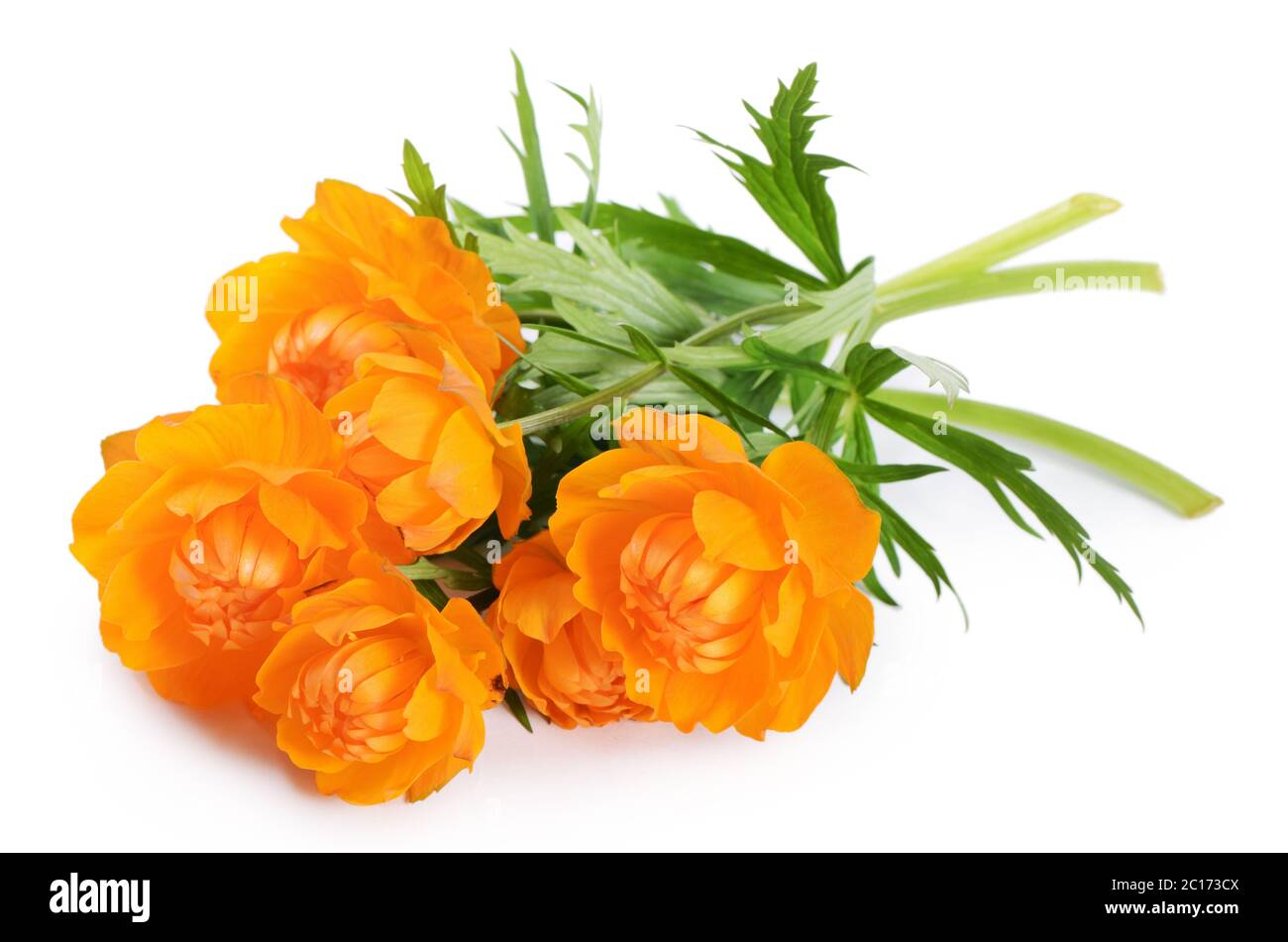 Beautiful orange flowers isolated on white Stock Photo - Alamy