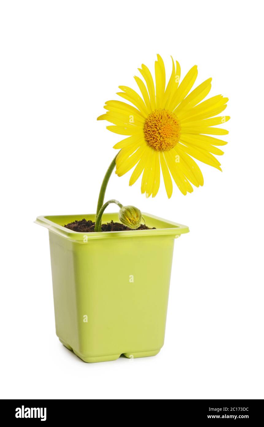 Yellow daisies in a flower pot Stock Photo Alamy