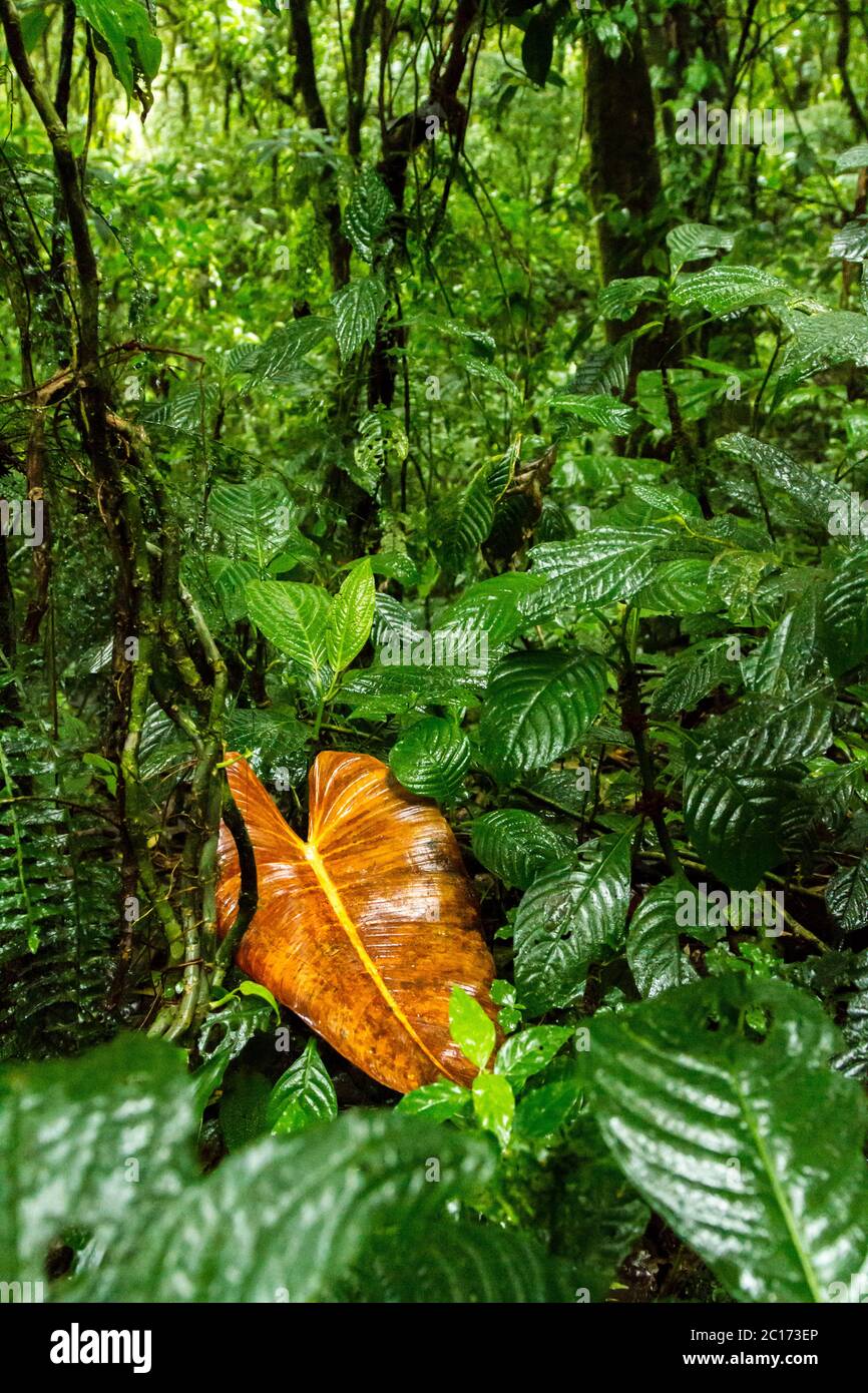 A bright orange leaf stand out amongst the vivid green of  the rainforest near Monteverde forest in Costa Rica - Stock Image