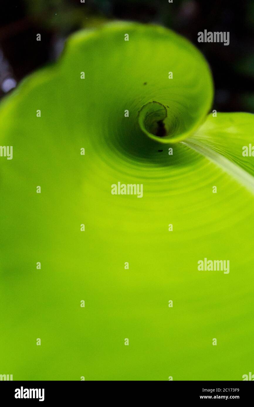 The inside of a young curly leaf in the rainforest around Monteverde, Costa Rica - Stock Image